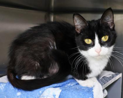 Enlarge Petals, a Adoptable Domestic Short Hair in West Seneca, NY image 3/3