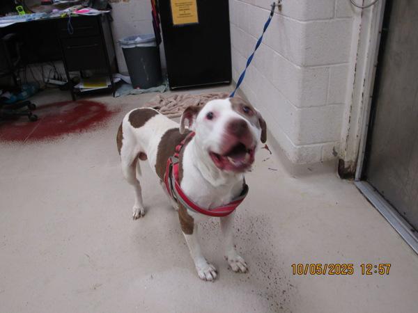 Chico (855), Adoptable, Senior Male Pit Bull Terrier.