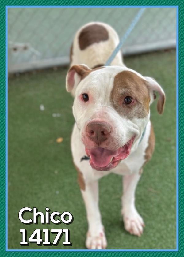 Chico (855), Adoptable, Senior Male Pit Bull Terrier.