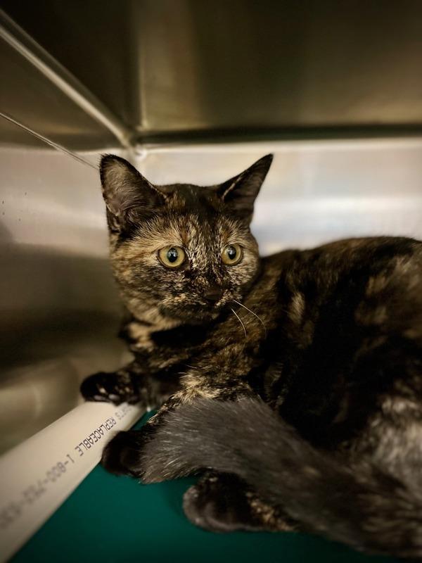 Villanelle, Adoptable, Young Female Domestic Short Hair.