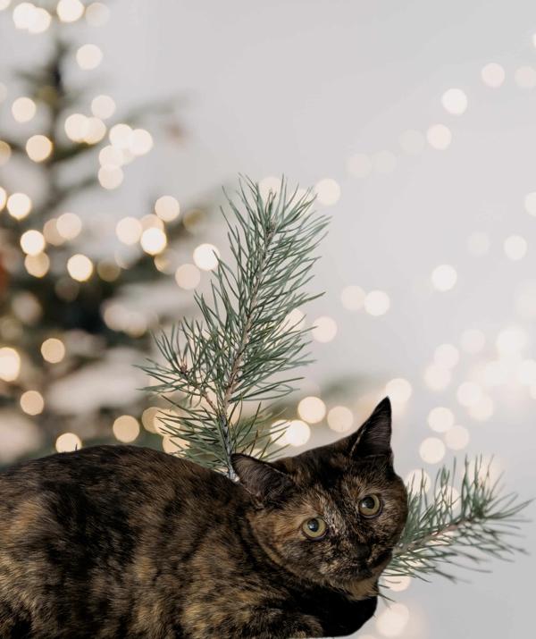 Enlarge Villanelle, a Adoptable mixed breed in Kelowna, BC image 2/2