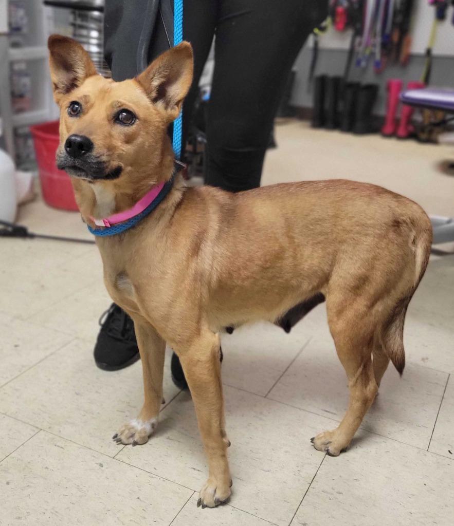 Chi Chi, Adoptable, Adult Female Mixed Breed.