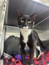 Gregory, ADOPTABLE, Young Male Domestic Short Hair.