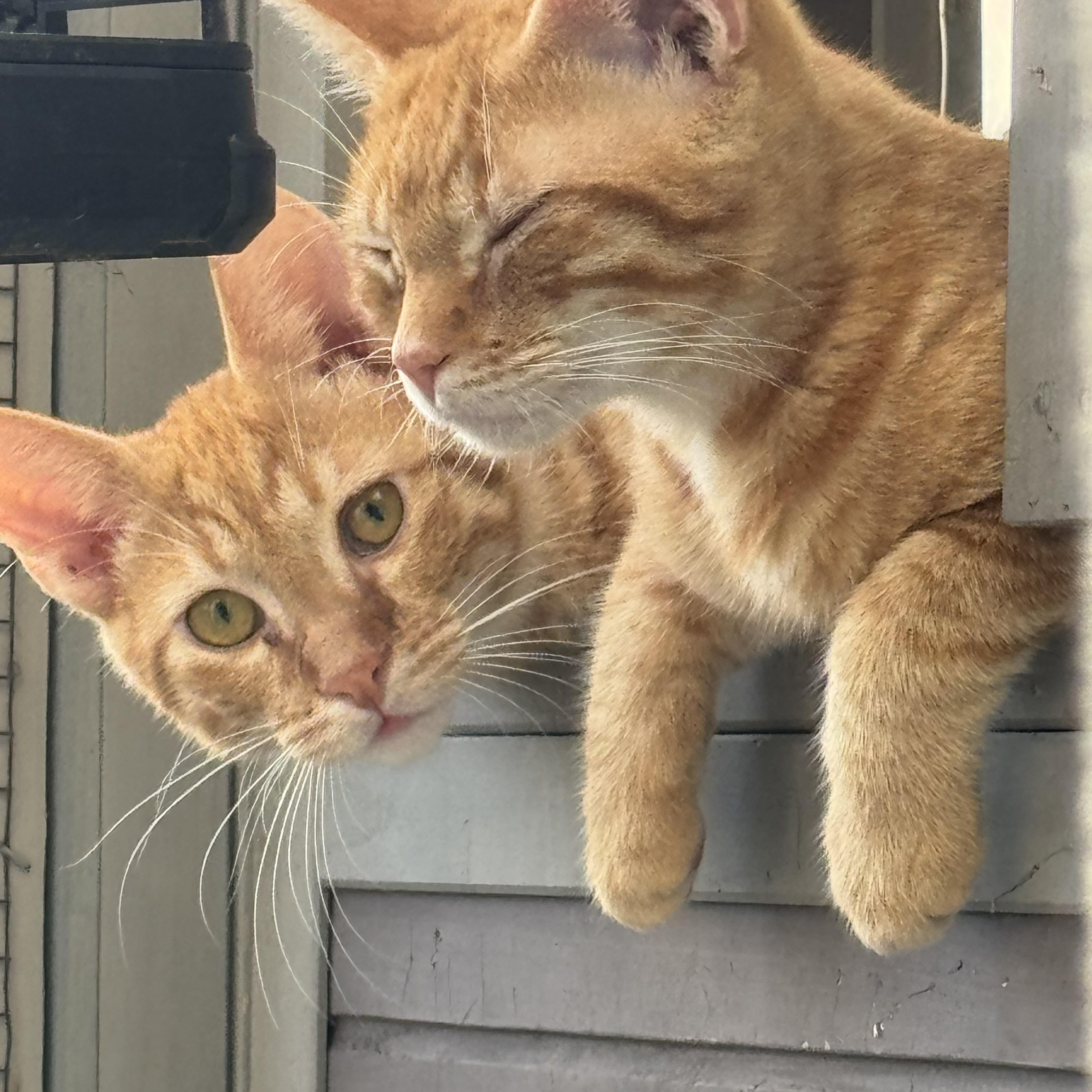 Enlarge Simba, a Adoptable Tabby in Kissimmee, FL image 1/3
