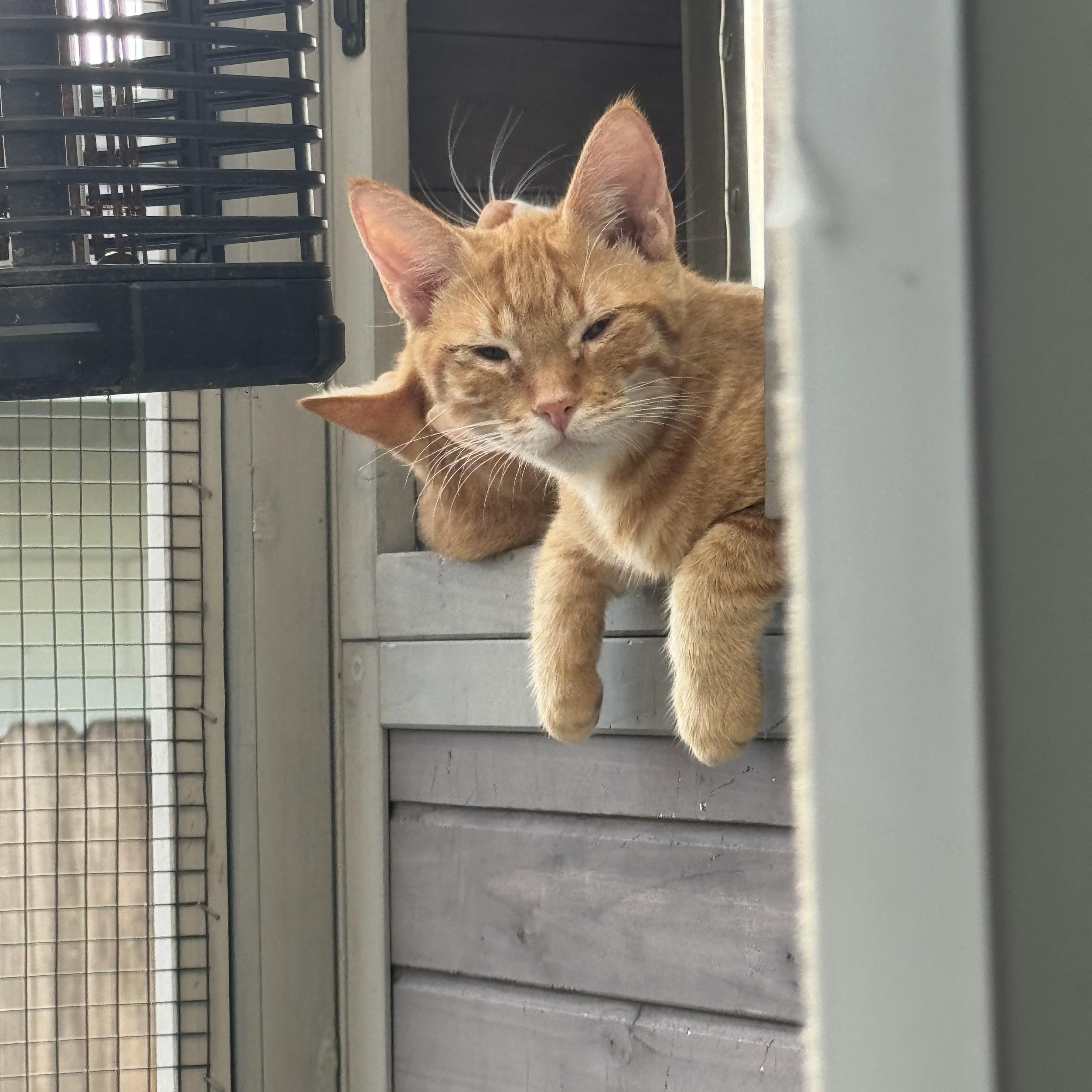 Enlarge Simba, a Adoptable Tabby in Kissimmee, FL image 2/3