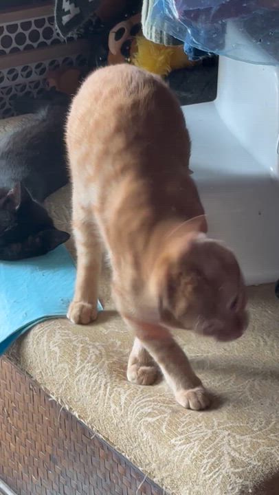 Enlarge Simba, a Adoptable Tabby in Kissimmee, FL video 3/3