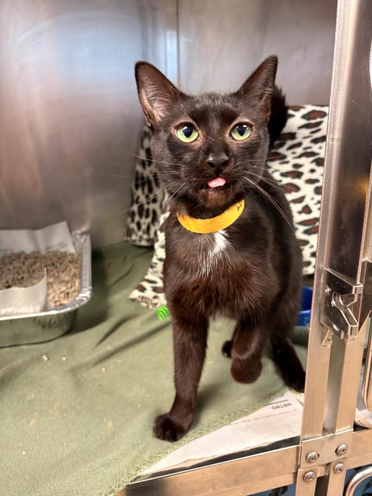 Zahara, Adoptable, Adult Female Domestic Short Hair.