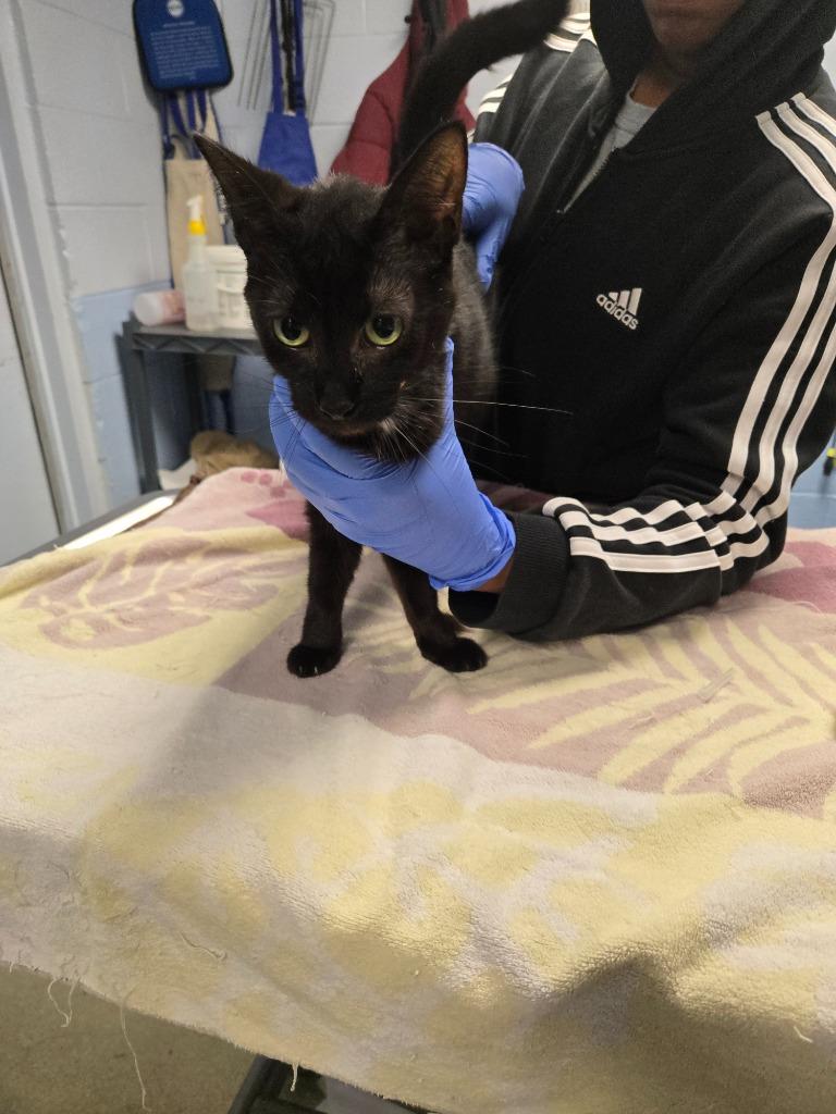 Enlarge Zahara, a Adoptable mixed breed in Detroit, MI image 2/4