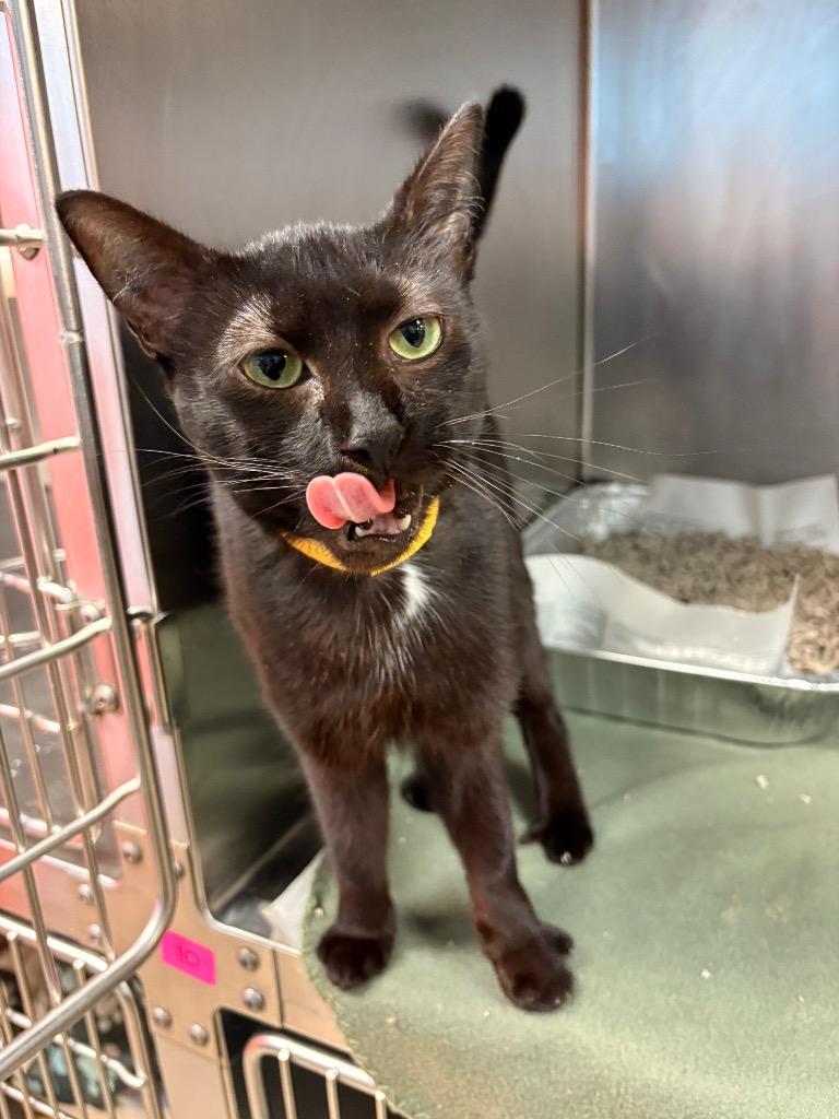 Enlarge Zahara, a Adoptable mixed breed in Detroit, MI image 3/4