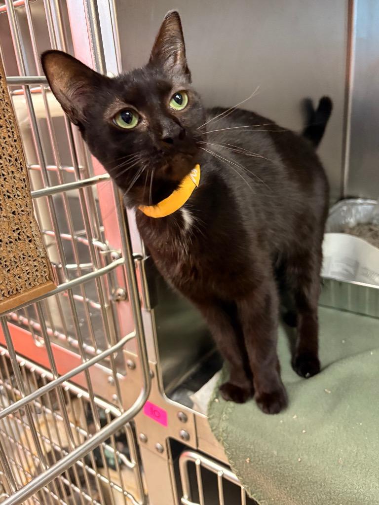 Zahara, adopted, Adult Female Domestic Short Hair.