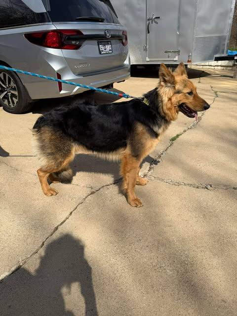 Enlarge Missy (CAT FRIENDLY!!), an adopted German Shepherd Dog in Greeneville, TN image 2/6