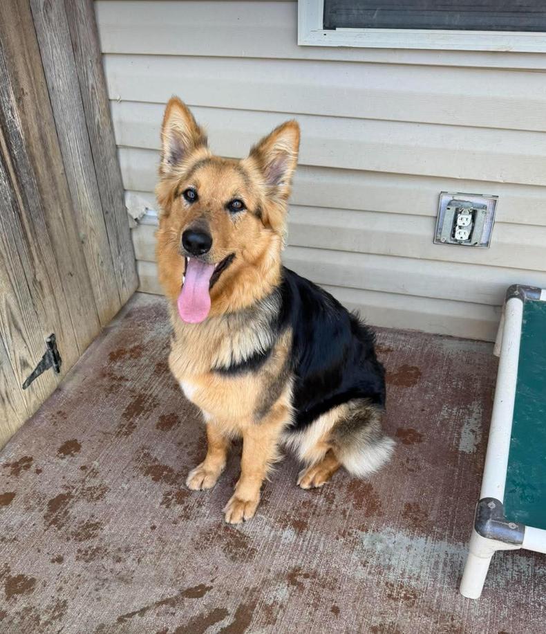 Enlarge Missy (CAT FRIENDLY!!), an adopted German Shepherd Dog in Greeneville, TN image 1/6