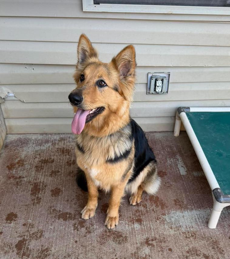 Enlarge Missy (CAT FRIENDLY!!), an adopted German Shepherd Dog in Greeneville, TN image 4/6