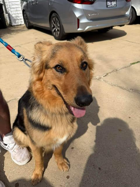Enlarge Missy (CAT FRIENDLY!!), an adopted German Shepherd Dog in Greeneville, TN image 3/6