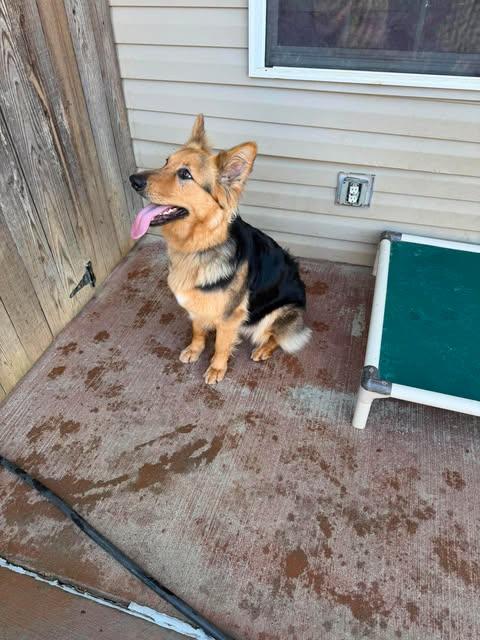 Enlarge Missy (CAT FRIENDLY!!), an adopted German Shepherd Dog in Greeneville, TN image 5/6