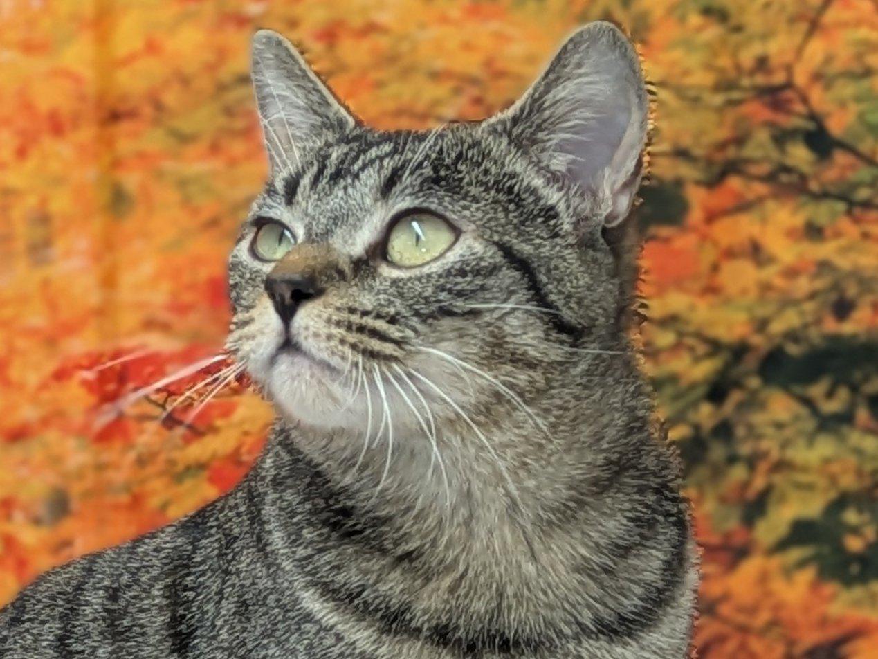Ivanka, ADOPTABLE, Adult Female Tabby & Domestic Short Hair.