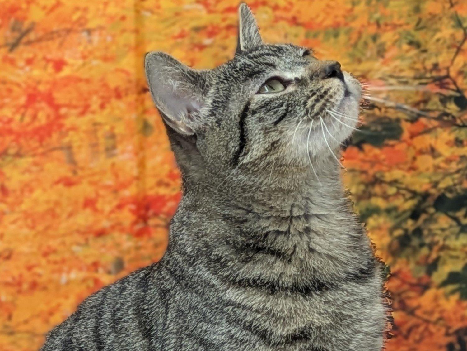 Enlarge Ivanka, an adopted mixed breed in Republic, WA image 4/6