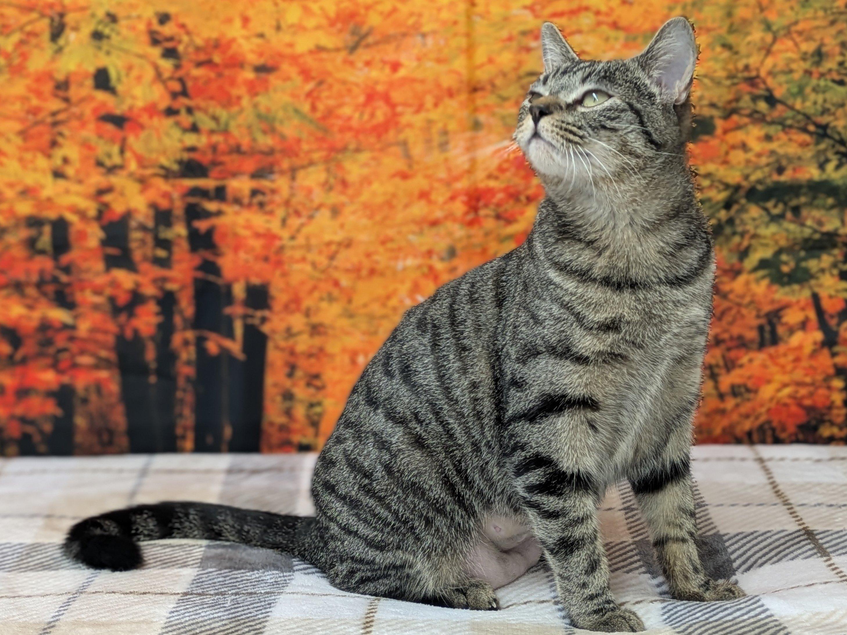 Enlarge Ivanka, an adopted mixed breed in Republic, WA image 3/6