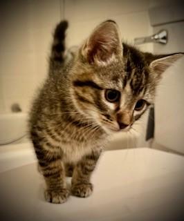 Enlarge Bob, an adopted Domestic Short Hair in Noble, OK image 1/2