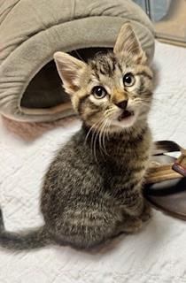 Enlarge Bob, an adopted Domestic Short Hair in Noble, OK image 2/2