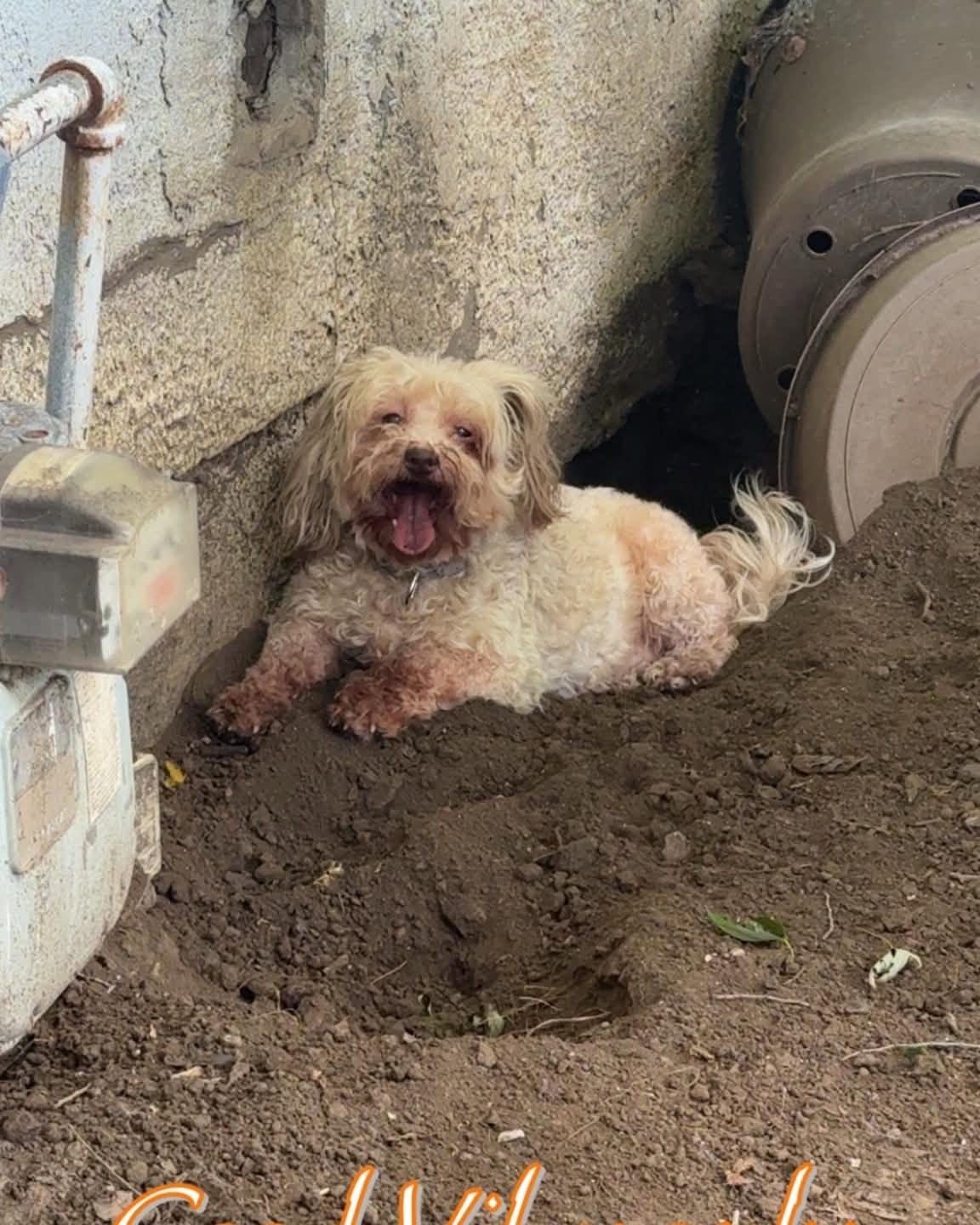 Tia, Adoptable, Senior Female Miniature Poodle.