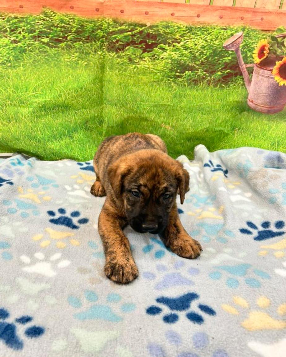 Come adopt me today I am located at Rockdale County Animal Services come visit me from 1pm-430pm