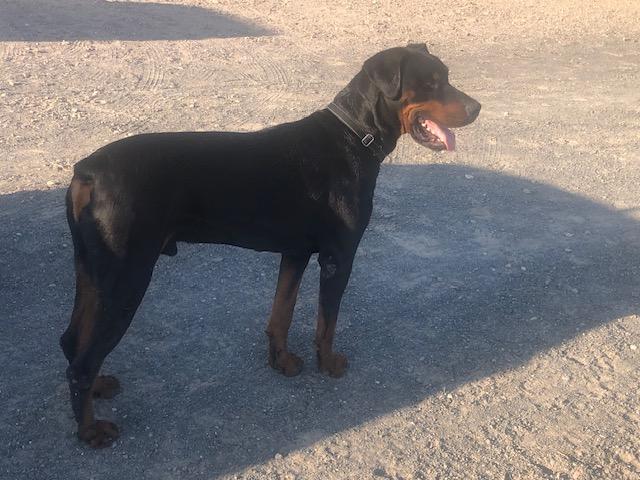 Enlarge Max, a Adoptable Rottweiler in Gilbert, AZ image 2/6
