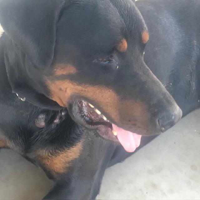 Enlarge Max, a Adoptable Rottweiler in Gilbert, AZ image 3/6