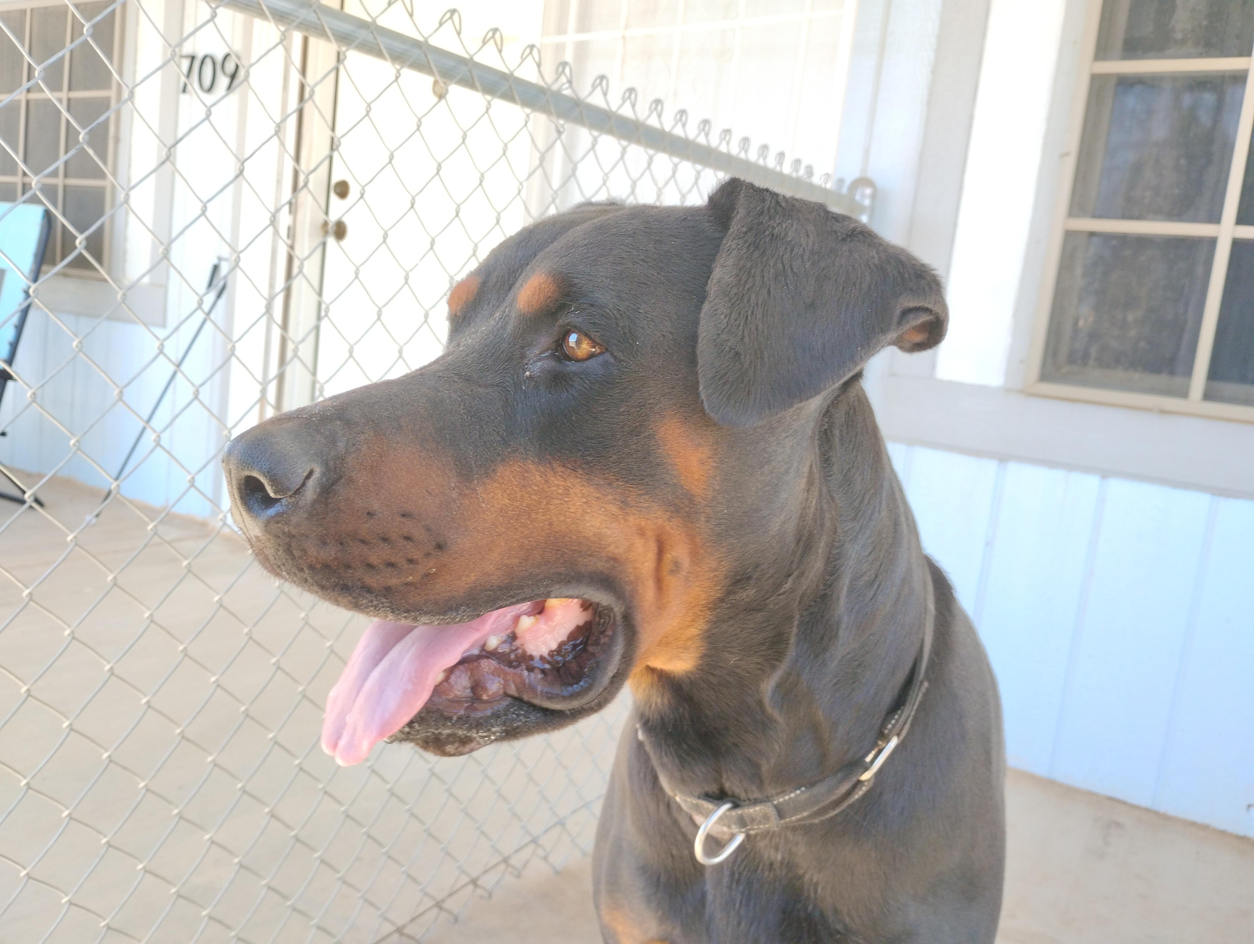 Enlarge Max, a Adoptable Rottweiler in Gilbert, AZ image 4/6