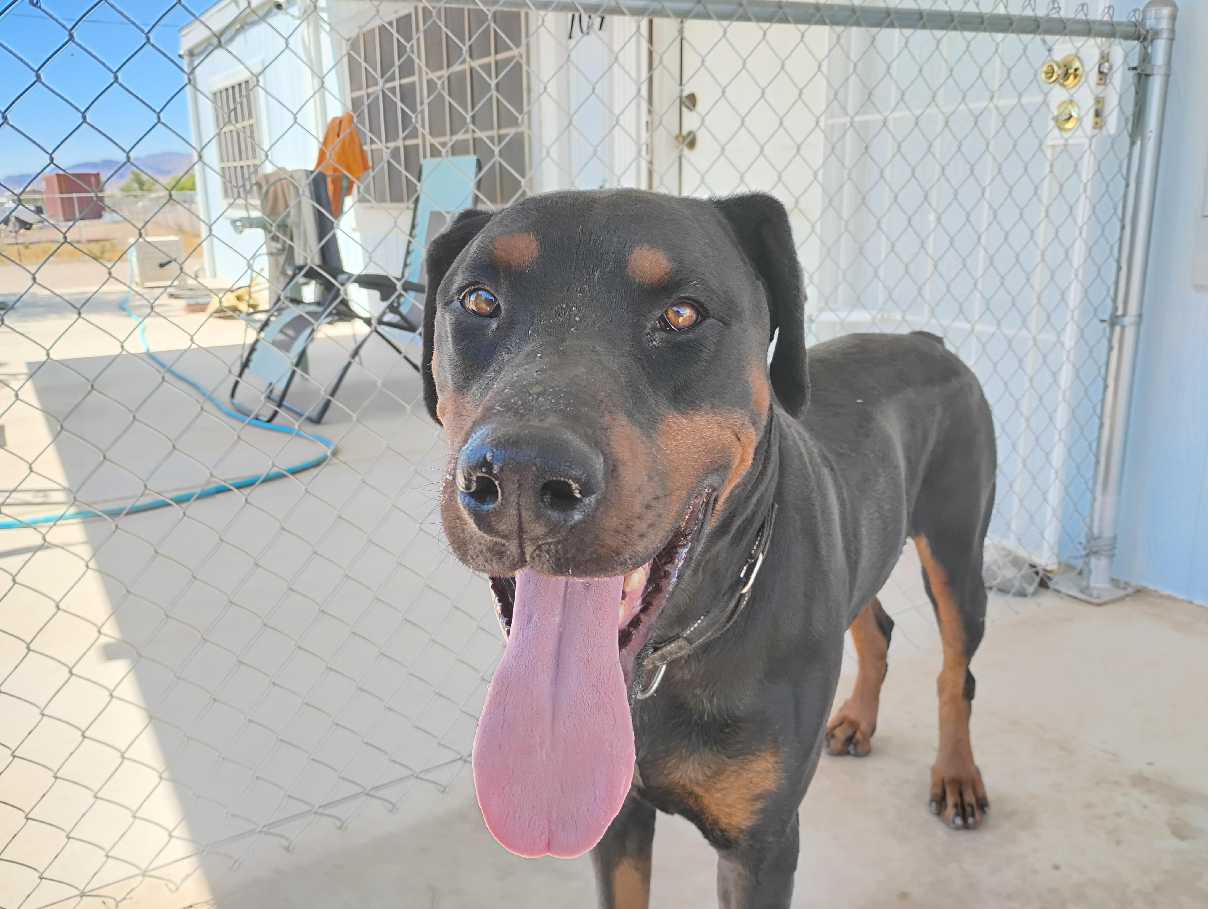 Enlarge Max, a Adoptable Rottweiler in Gilbert, AZ image 5/6