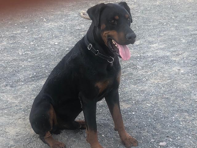 Enlarge Max, a Adoptable Rottweiler in Gilbert, AZ image 1/6