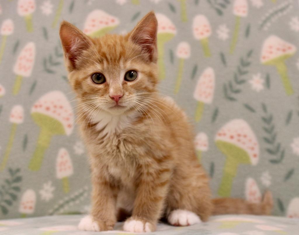 Zirkar, Adoptable, Kitten Male Domestic Short Hair.