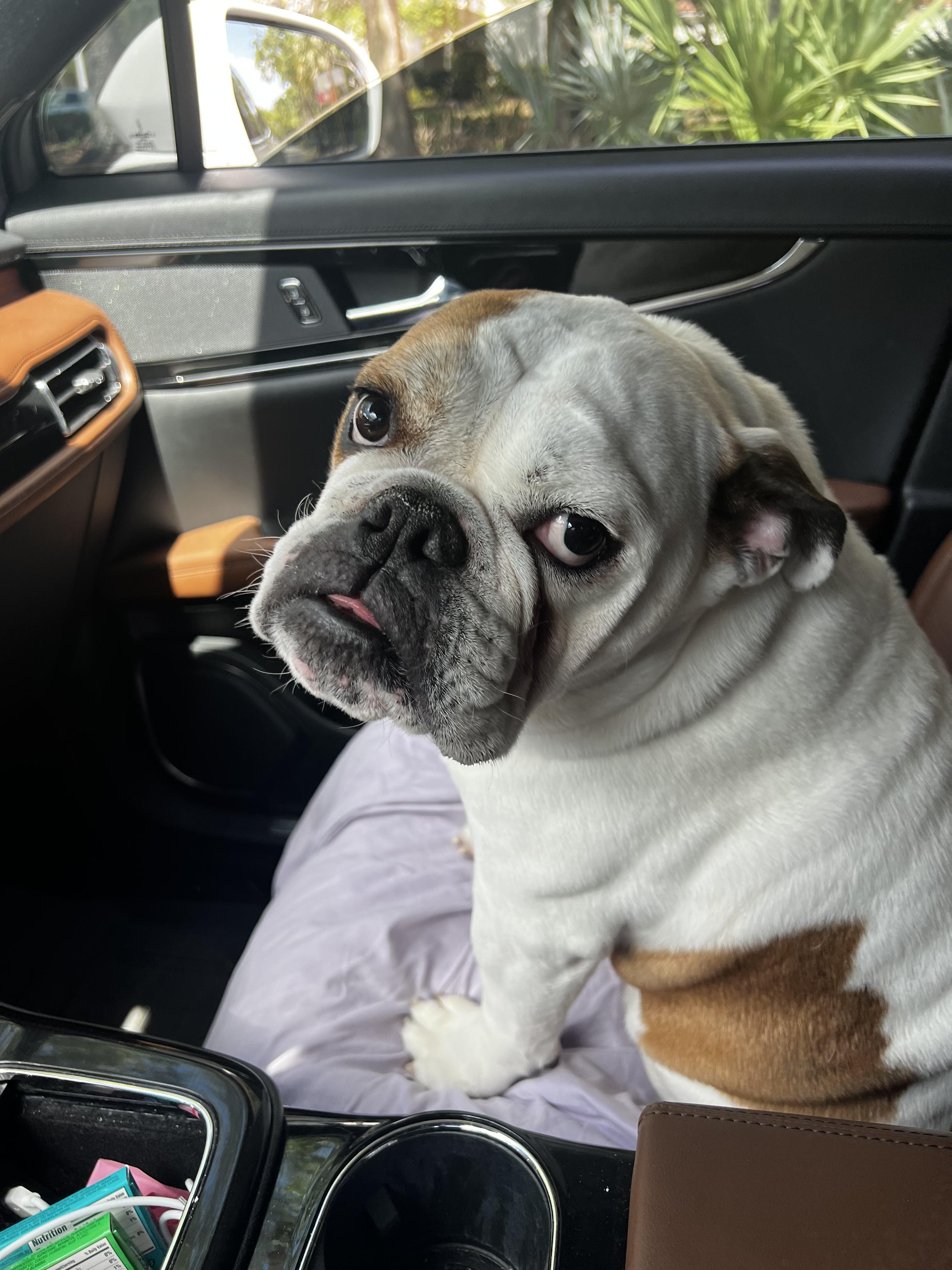 Thor, ADOPTABLE, Adult Male English Bulldog.