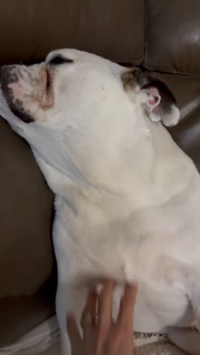 Enlarge Thor, a ADOPTABLE English Bulldog in Hialeah, FL video 2/2