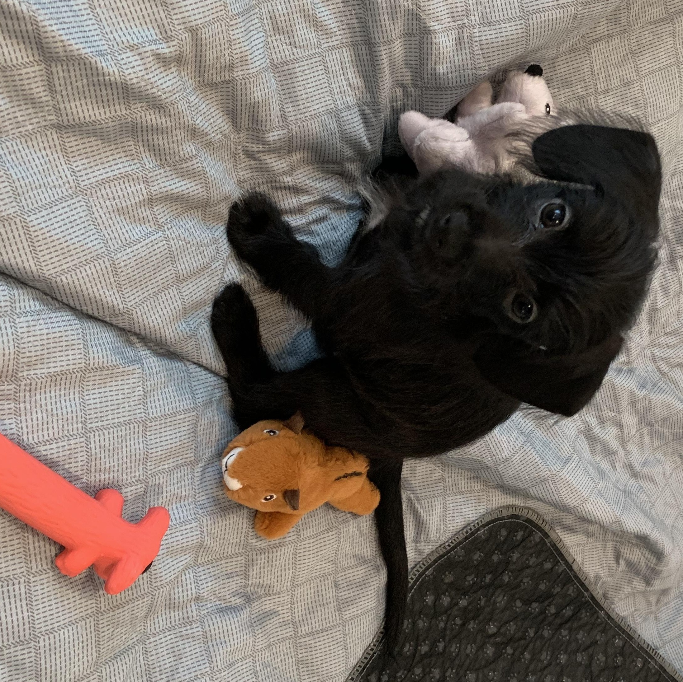Myrtle (Foster to adopt), Adopted, Puppy Female Chihuahua & Terrier.