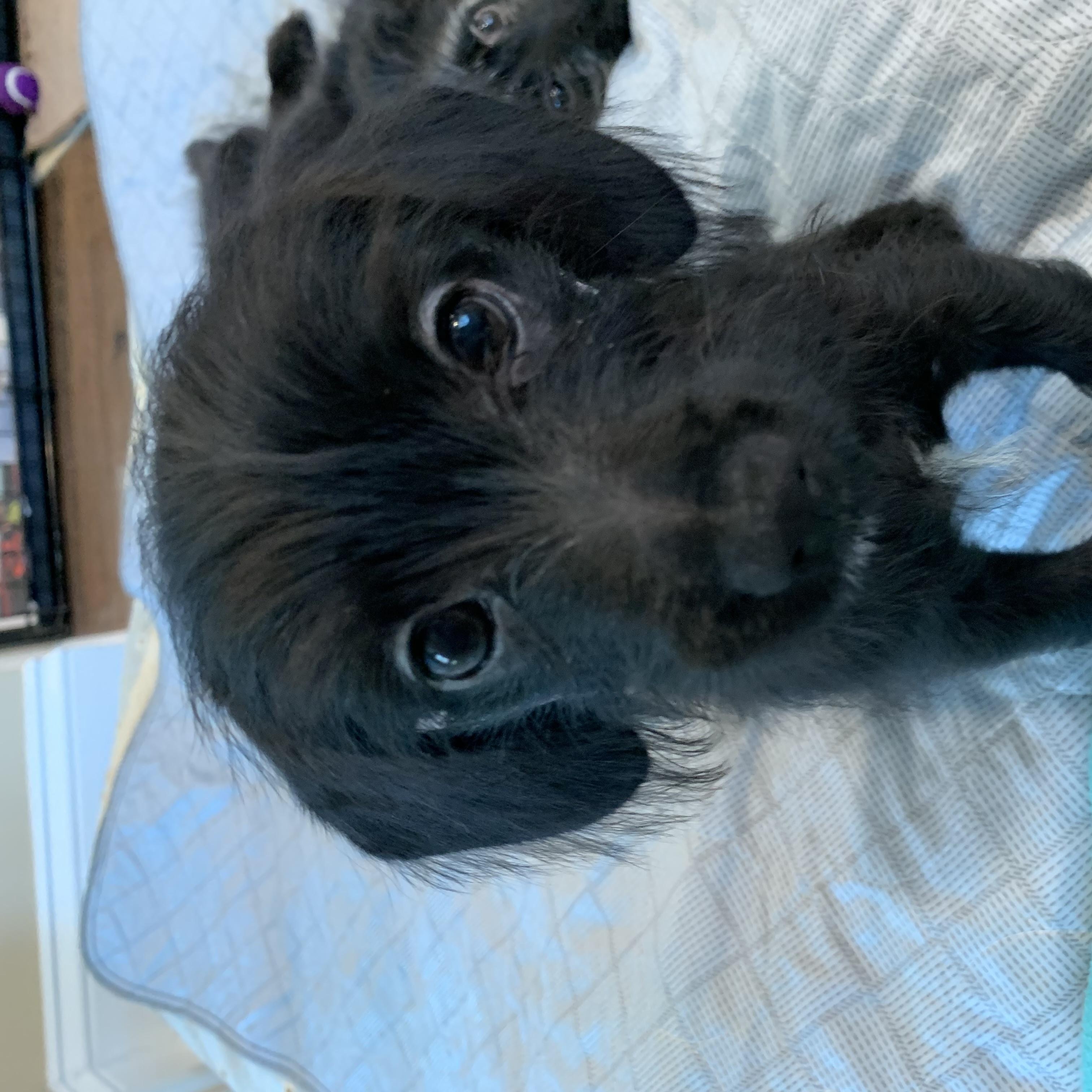 Enlarge Myrtle (Foster to adopt), a Adopted mixed breed in Durham, NC image 4/6