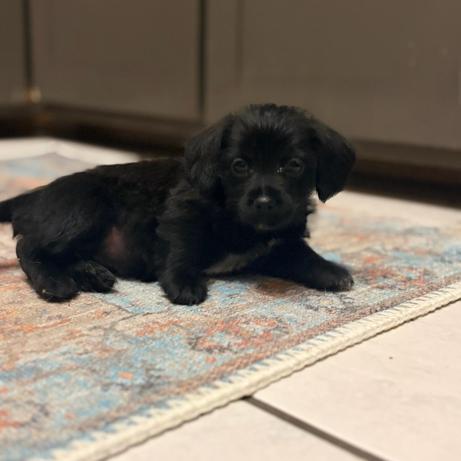 Enlarge Myrtle (Foster to adopt), a Adopted mixed breed in Durham, NC image 6/6