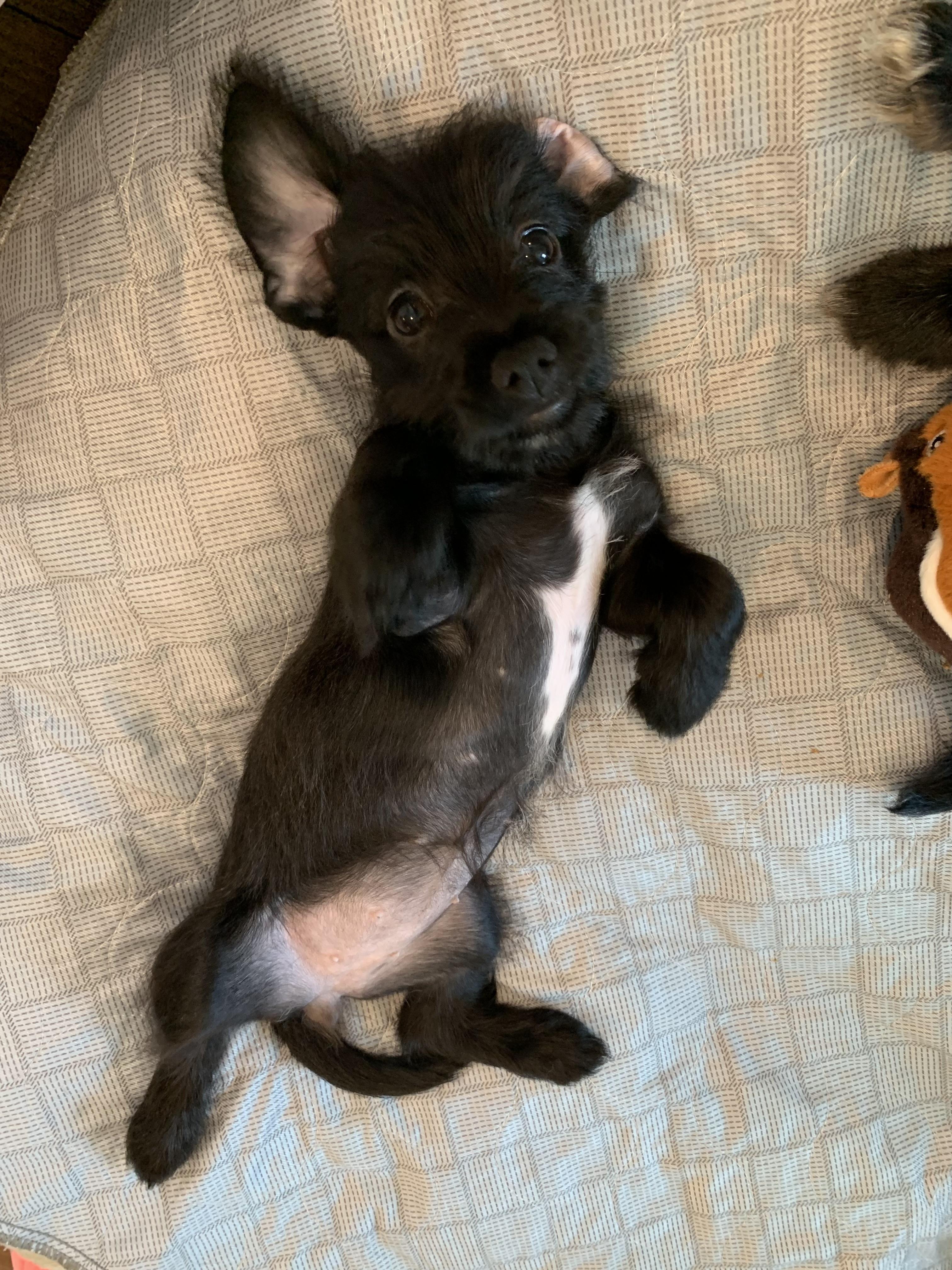 Enlarge Myrtle (Foster to adopt), a Adopted mixed breed in Durham, NC image 2/6