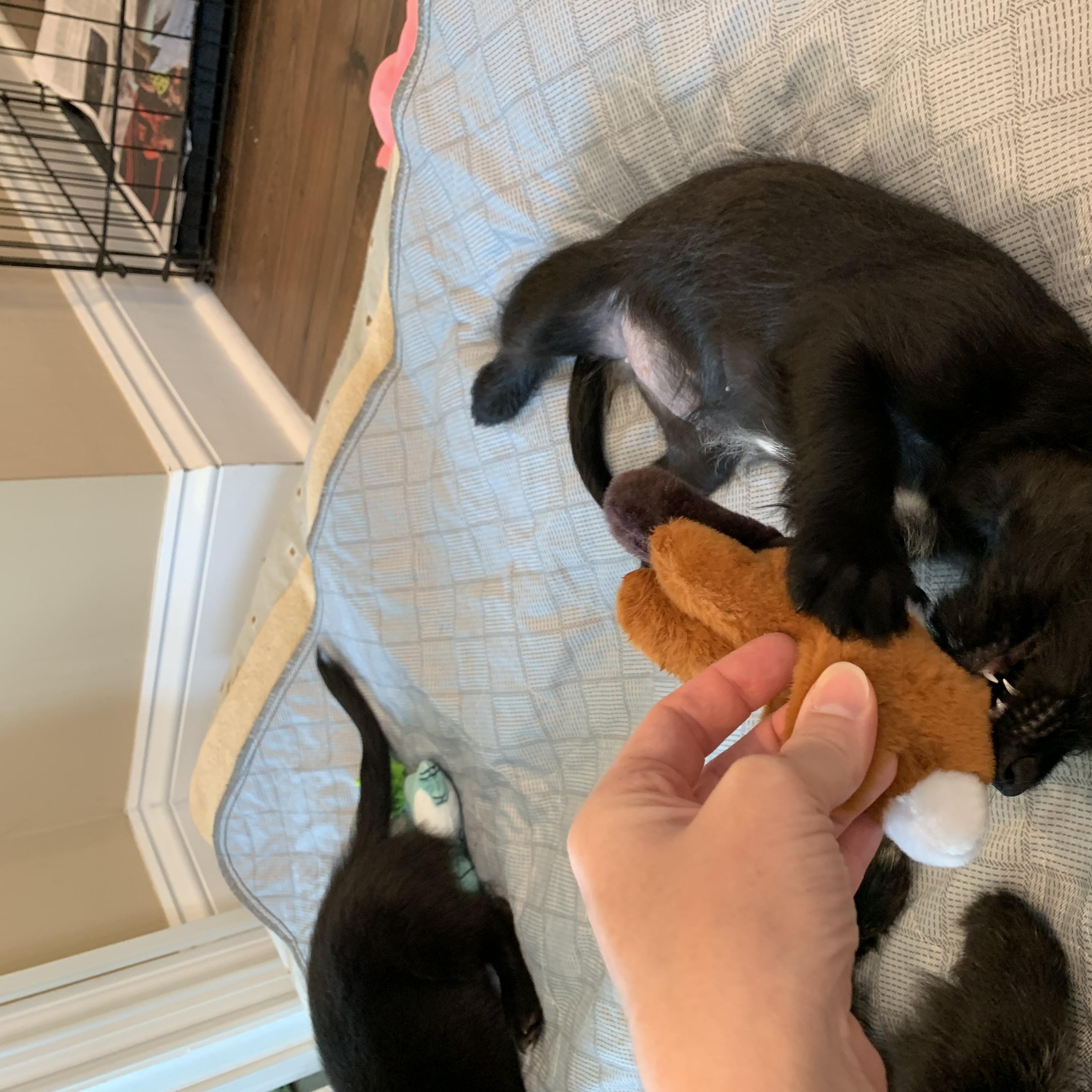Enlarge Myrtle (Foster to adopt), a Adopted mixed breed in Durham, NC image 3/6