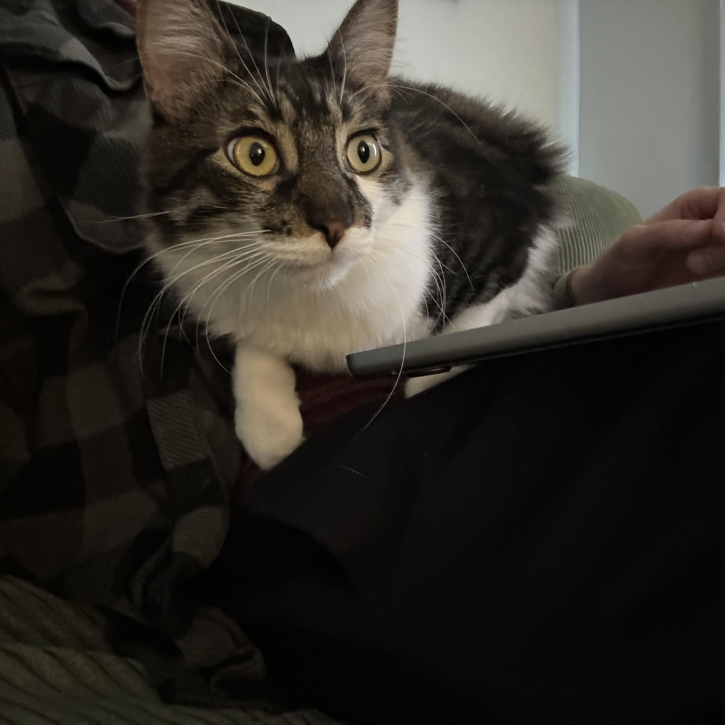 Shiso, a Adoptable Domestic Long Hair in Santa Monica, CA image 5/5