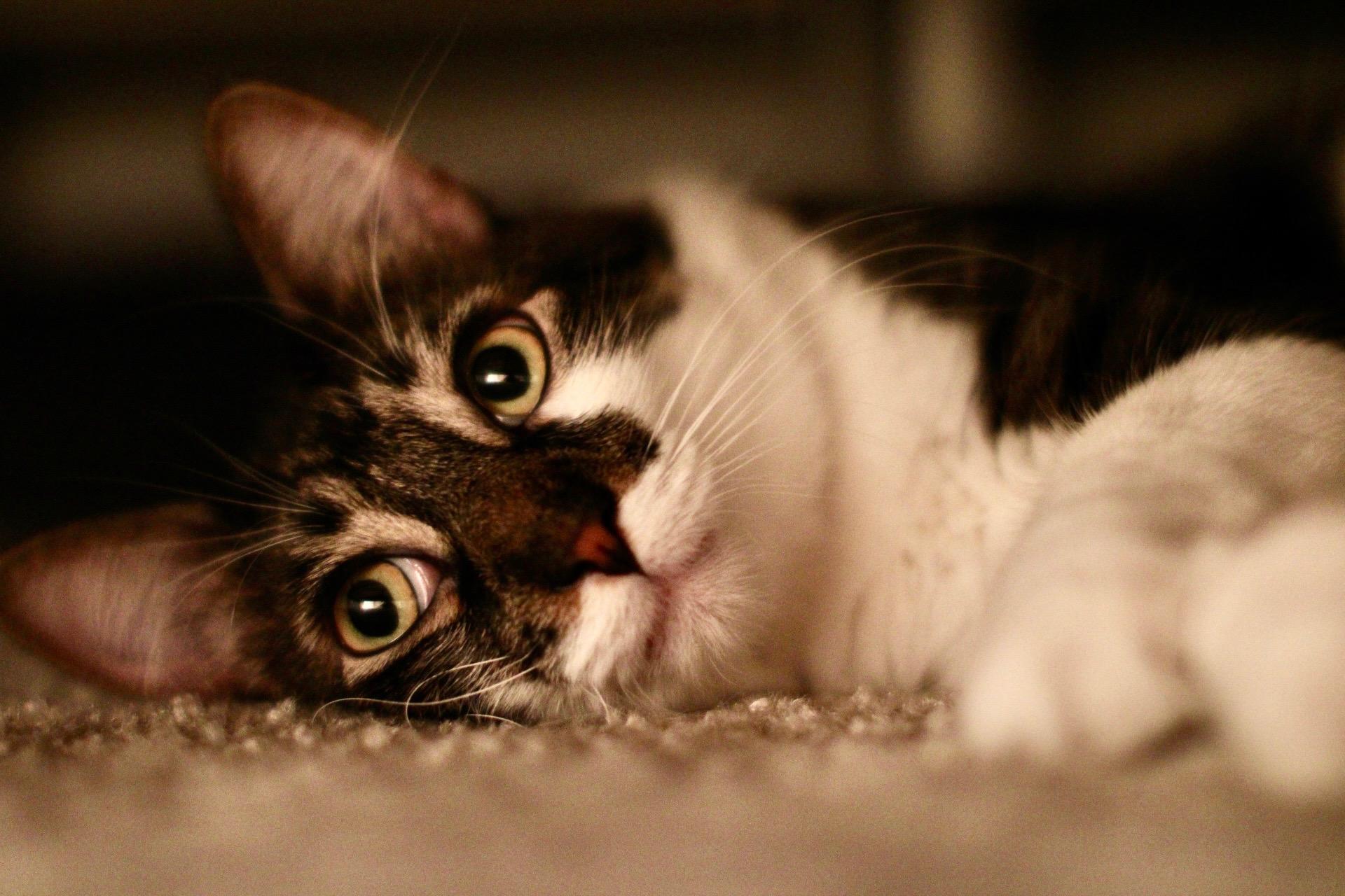 Shiso, a Adoptable Domestic Long Hair in Santa Monica, CA image 2/5