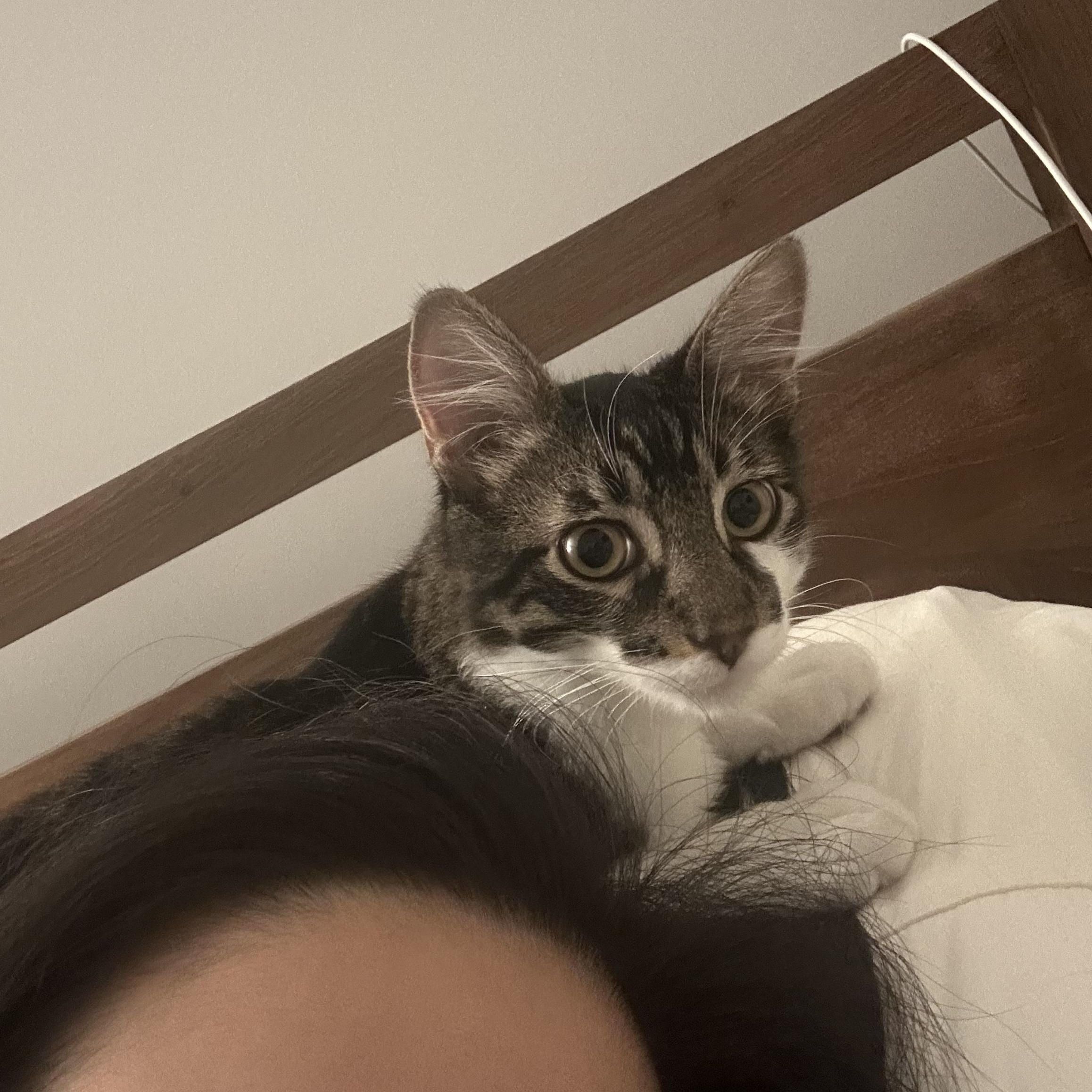 Shiso, a Adoptable Domestic Long Hair in Santa Monica, CA image 1/5