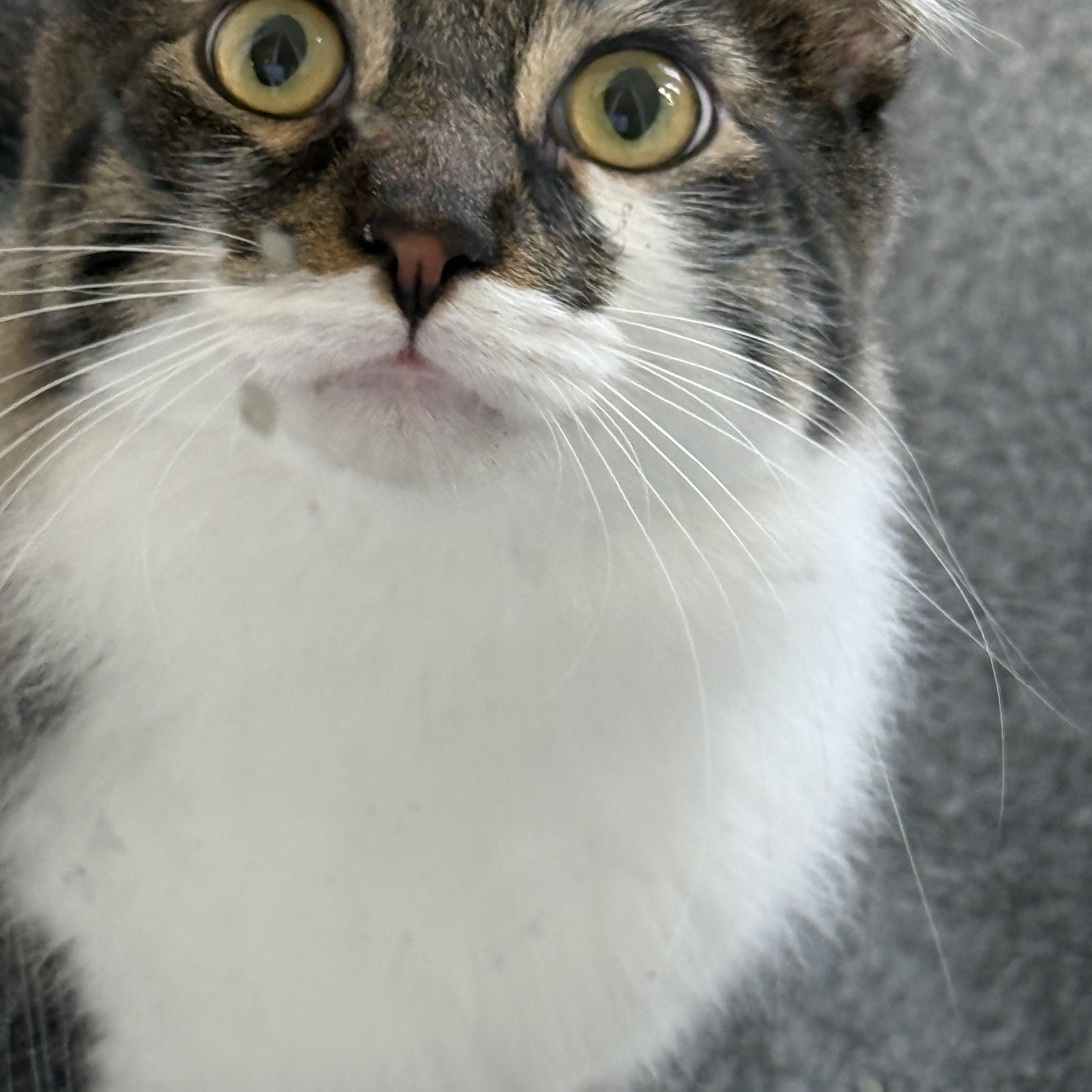 Shiso, a Adoptable Domestic Long Hair in Santa Monica, CA image 4/5