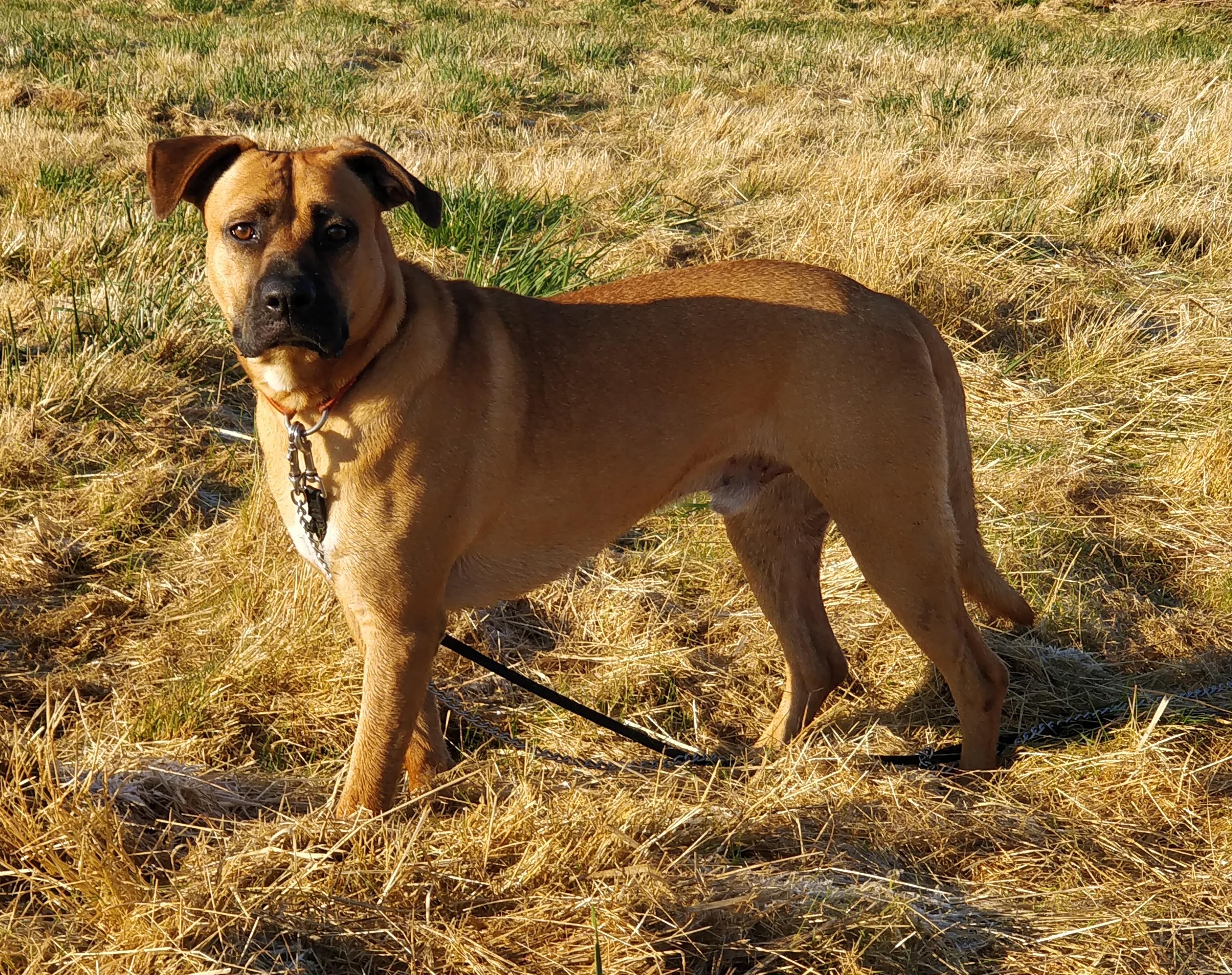 Enlarge Romeo , a ADOPTABLE Black Mouth Cur in Corvallis, OR image 1/6