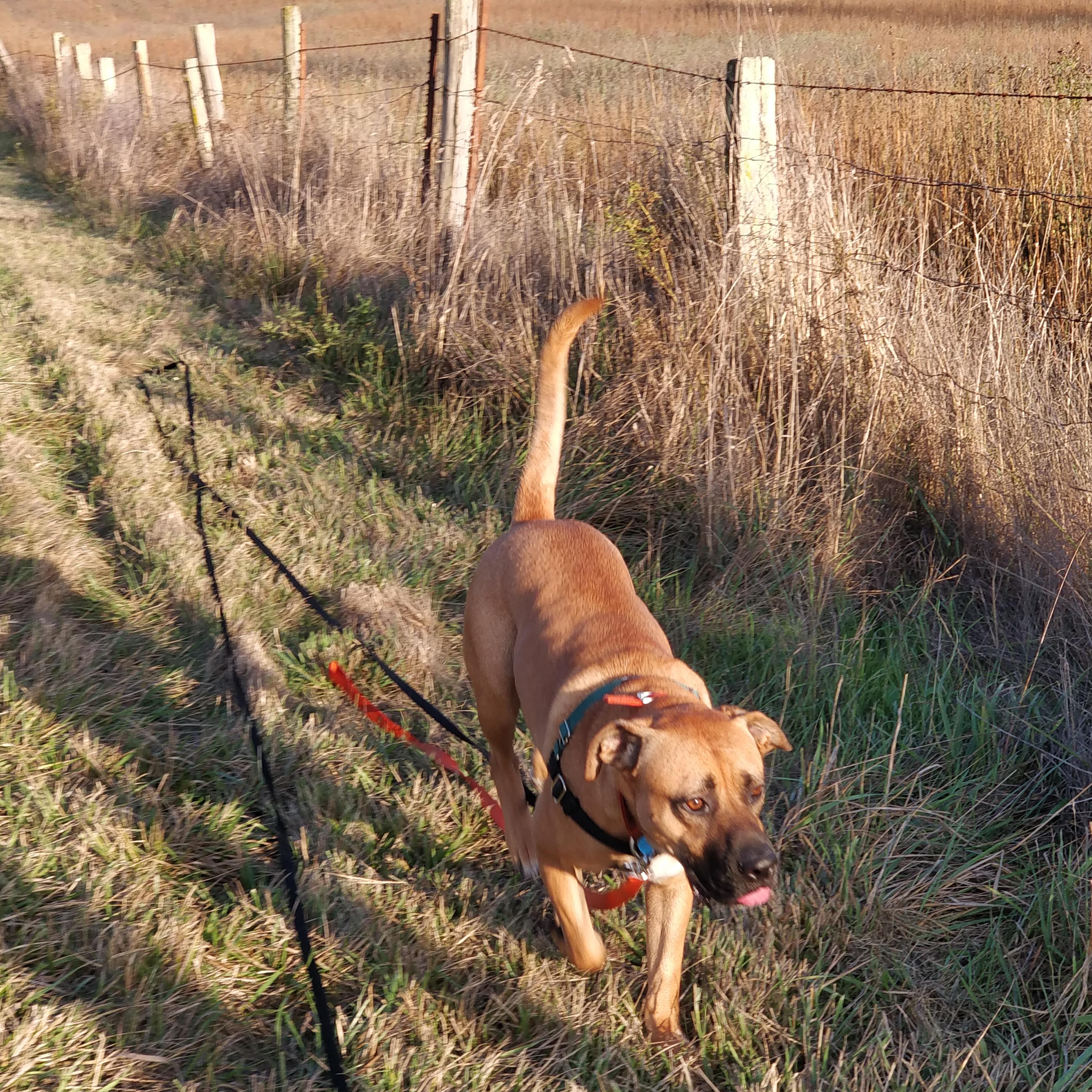 Enlarge Romeo , a ADOPTABLE Black Mouth Cur in Corvallis, OR image 4/6