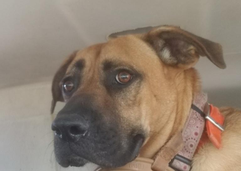 Enlarge Romeo , a ADOPTABLE Black Mouth Cur in Corvallis, OR image 2/6