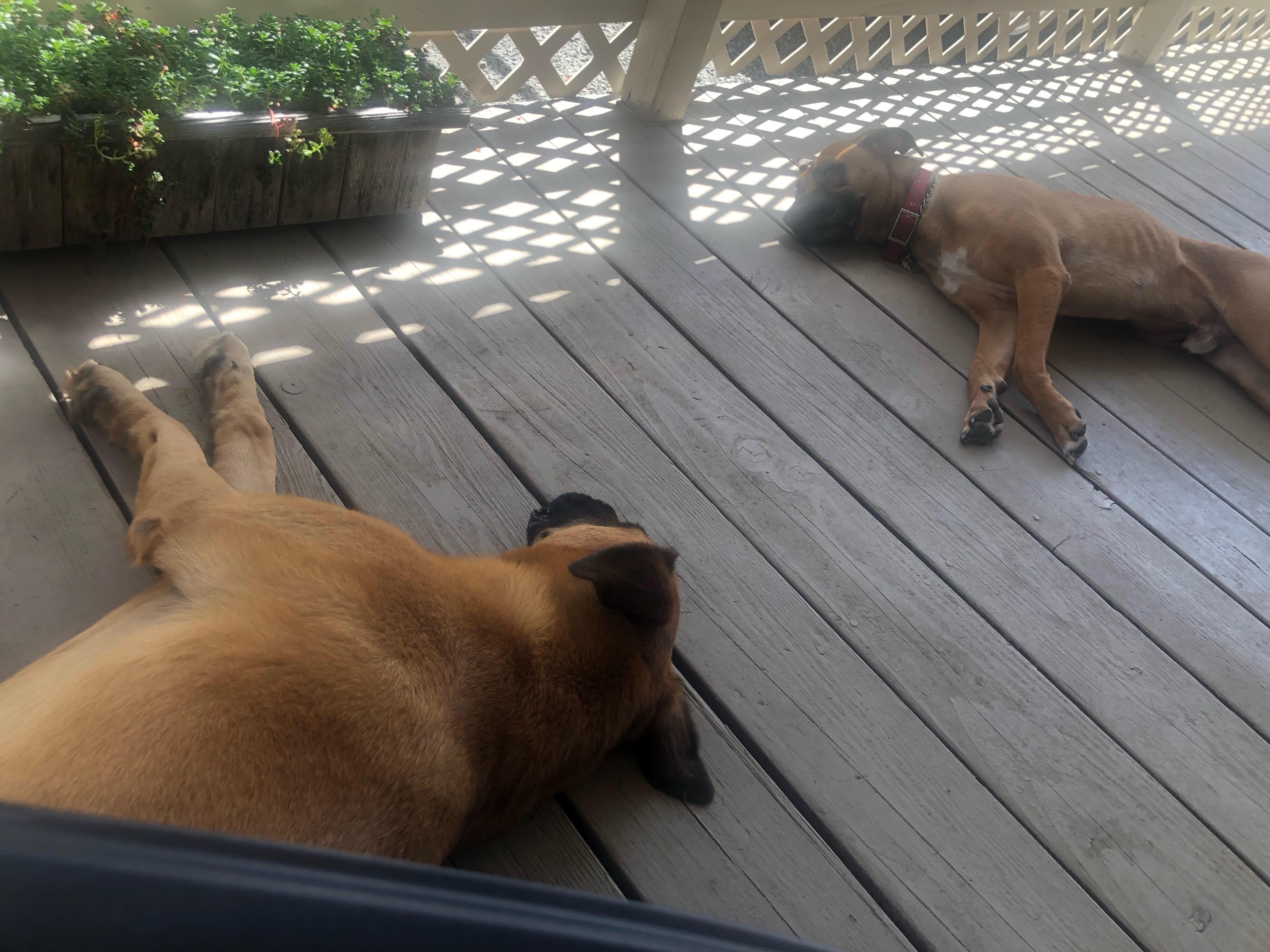 Enlarge Romeo , a ADOPTABLE Black Mouth Cur in Corvallis, OR image 6/6