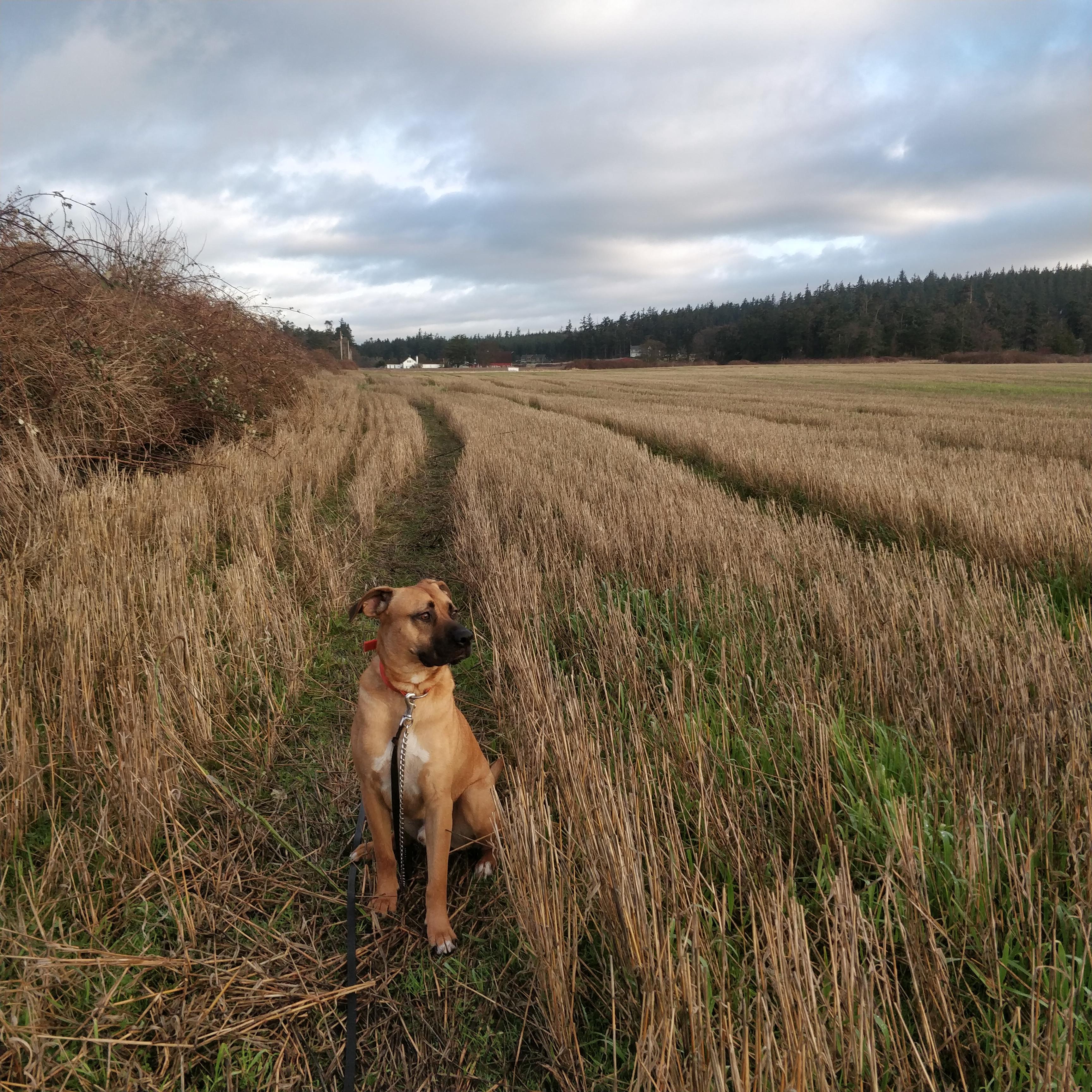 Enlarge Romeo , a ADOPTABLE Black Mouth Cur in Corvallis, OR image 3/6