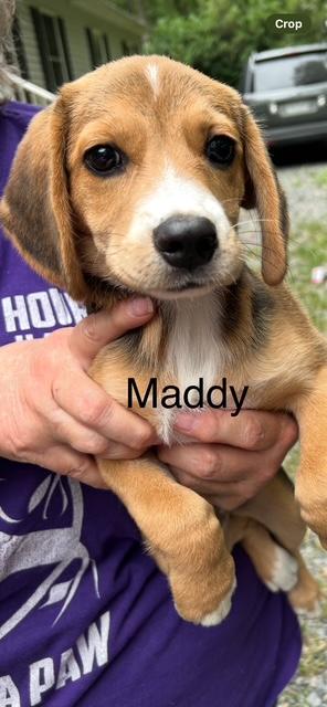 Maddy