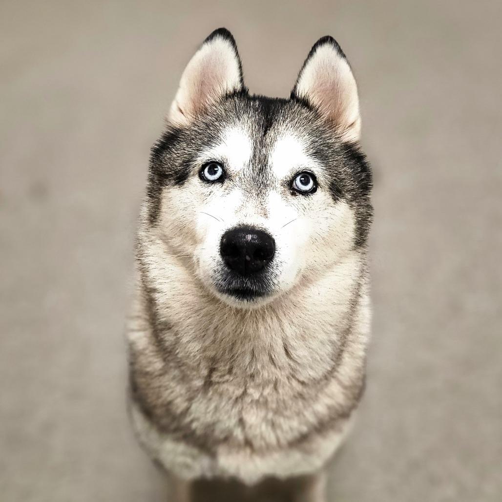 Sunflower, a Adoptable Husky in Concord, NC image 1/4